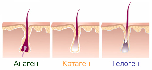 анаген катаген телоген стадии роста волос